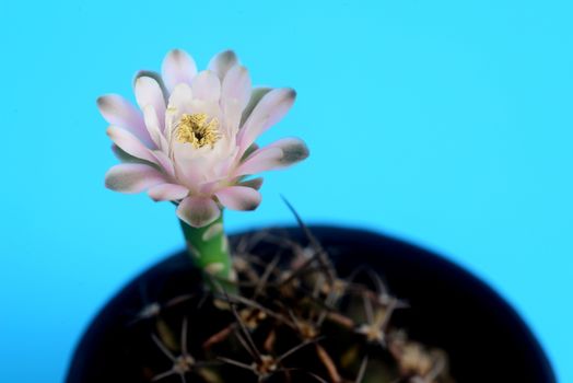 ymnocalycium cactus  flower on blue background with copy space for text