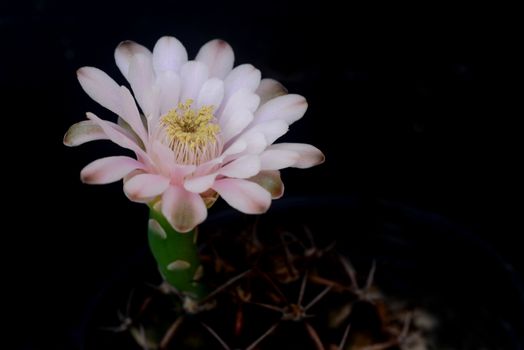 ymnocalycium cactus  flower on black background with copy space for text

