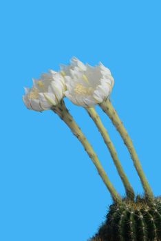 Blooming White Echinopsis calochlora cactus flower on blue background