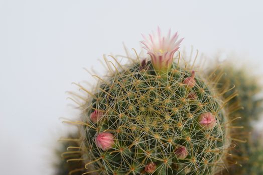 Blooming white pink flower of mammillaria peacock cactus on  white  background with copy space for text