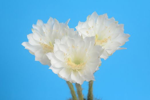 beautiful Echinopsis calochlora cactus flower, white heart shaped form