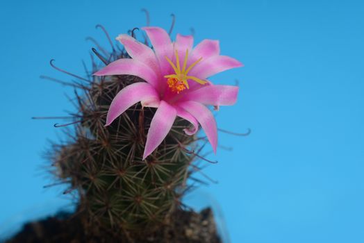Blooming pink flower of mammillaria beneckei  cactus on  blue  background with copy space for text