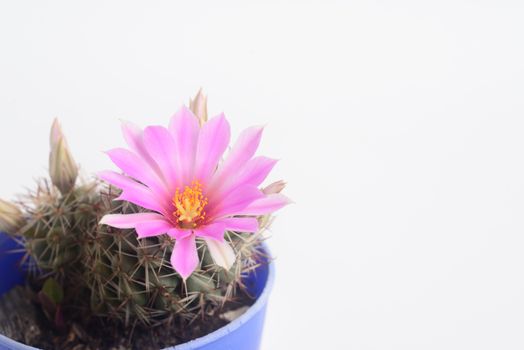 Blooming pink  flower of Mammillaria schumannii  cactus on white  background with copy space for text