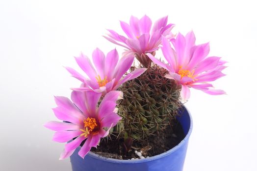 Blooming pink  flower of Mammillaria schumannii  cactus on  white  background with copy space for text