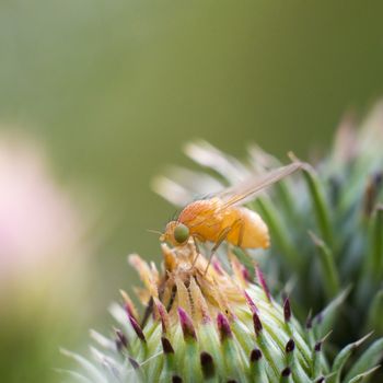 a Little fly insect on a plant in the meadows