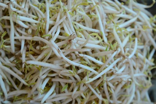 Mung bean sprouts, note  select focus with shallow depth of field	