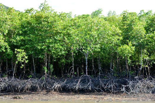 Mangroves are a group of trees and shrubs that live in the coastal

