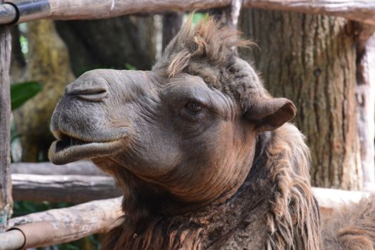 close-up camel face, note  select focus with shallow depth of field	