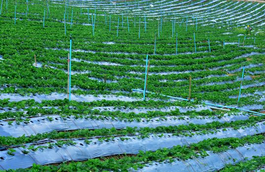 Strawberry  Gardening. Irrigation system - technique of watering in the garden.

