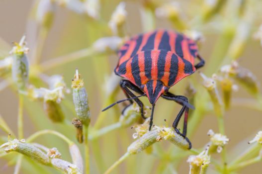 a Small beetle insect on a plant in the meadows