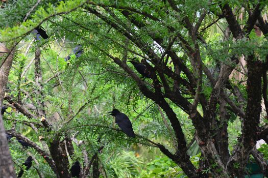 jungle crow, large-billed crow, thick-billed crow on tree