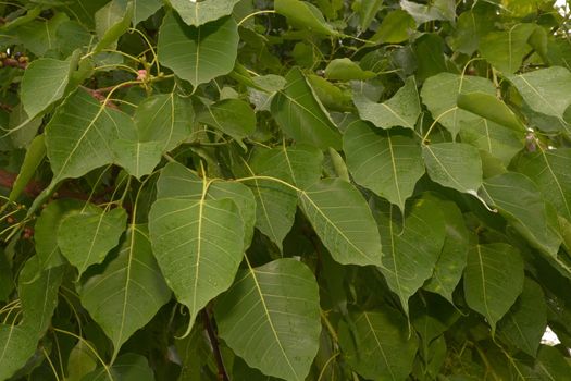 Bodhi Tree Green Leaves, Bodhi Tree is recognizable by its heart-shaped leaves, which are usually prominently displayed.