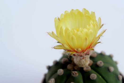 Astrophythum asterias nudum or sand dollar cactus, sea urchin cactus, star cactus and star peyote.