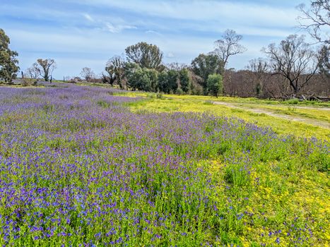 A warm spring day with fields of flowers in Plenty Gorge State Park in northern Melbourne in Victoria, Australia