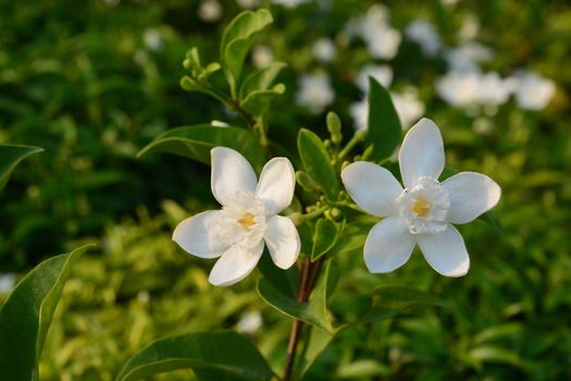 Blooming white flower of White Inda flower or Wrightia antidysenterica flower


