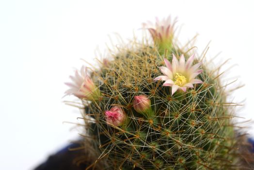 Blooming white pink flower of mammillaria peacock cactus on  white  background with copy space for text