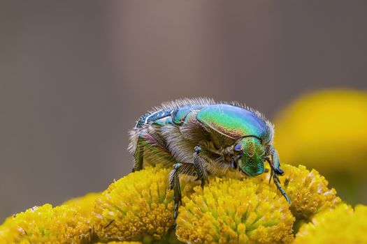 a Small beetle insect on a plant in the meadows