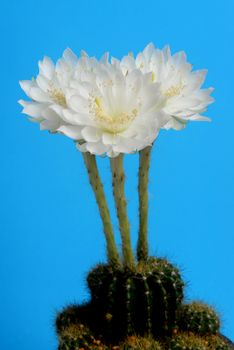 beautiful Echinopsis calochlora cactus flower, white heart shaped form