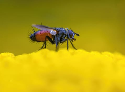 a Small wasp insect on a plant in the meadows