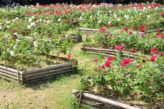 White rose and Red rose in Rose garden