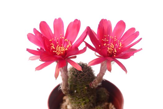 Blooming red flower of Lobivia cactus on  white background with copy space for text