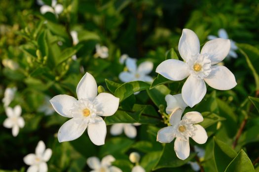 Blooming white flower of White Inda flower or Wrightia antidysenterica flower