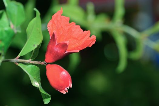 Pomegranate flowers or Punica granatum flowers