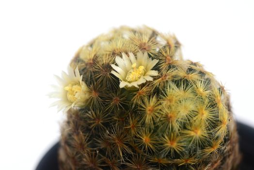 Blooming white  flower of Mammillaria schiedeana  cactus on  white  background with copy space for text