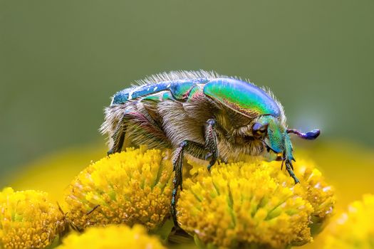 a Small beetle insect on a plant in the meadows