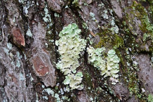 lichen is a composite organism that arises from algae or cyanobacteria living among filaments of multiple fungi species in a mutualistic relationship.