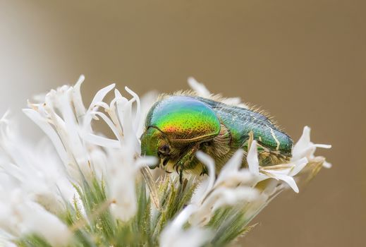a Small beetle insect on a plant in the meadows