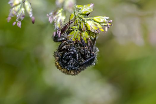 a Small wasp insect on a plant in the meadows