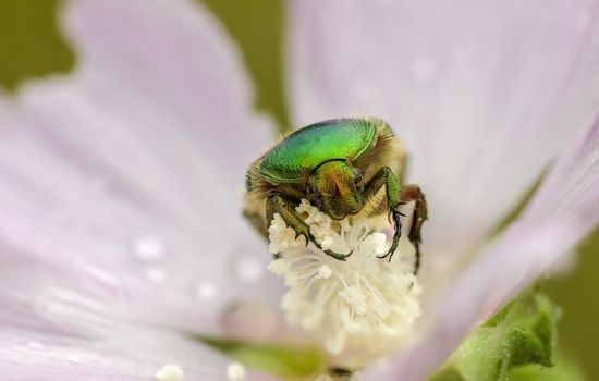 a Small beetle insect on a plant in the meadows