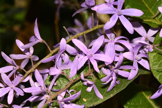 Blooming  Violet  Sandpaper vine flowers, Queens Wreath, Purple Wreath or Petrea volubilis

