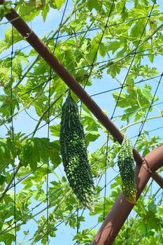 melon, bitter gourd tree or bitter squash tree