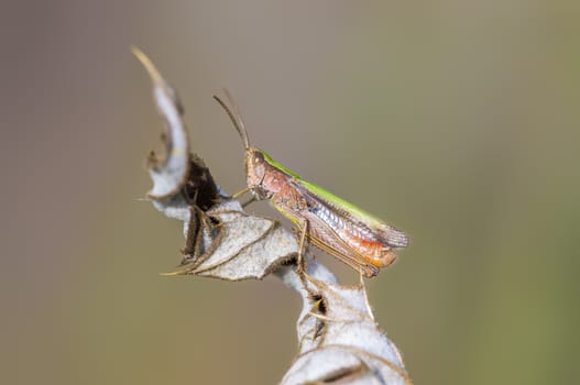 a Small grasshopper insect on a plant in the meadows