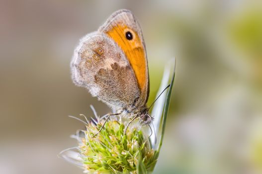 a Small butterfly insect on a plant in the meadows