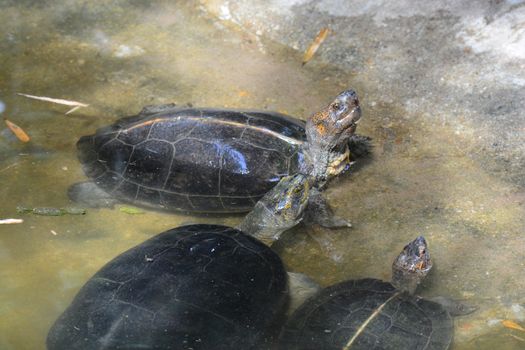 turtles in pond