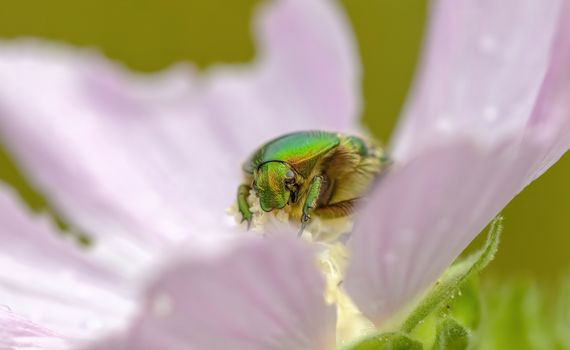 a Small beetle insect on a plant in the meadows