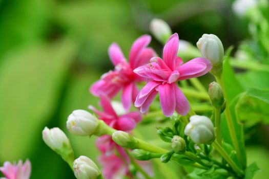 Drunken sailor, Rangoon creeper, Chinese honeysuckle or Combretum indicum, is a vine with red flower clusters and native to tropical Asia.