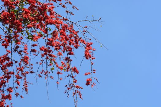 Monkey Flower Tree, Fire of Pakistan or Phyllocarpus septentrionalis, note select focus the left with shallow depth of field