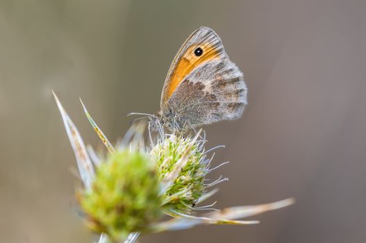 a Small butterfly insect on a plant in the meadows