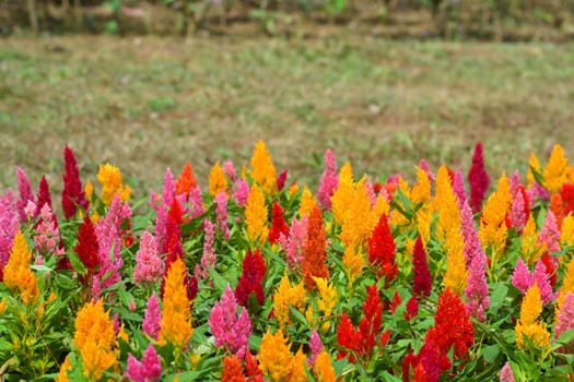 Colorful Blooming Cocks comb, Foxtail amaranth, Celosia Plumosa or Celosia argentea with copy space for text