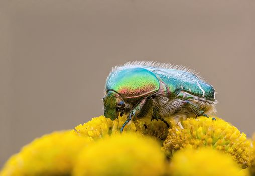 a Small beetle insect on a plant in the meadows