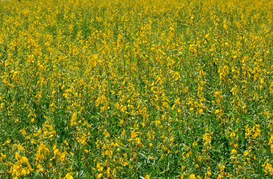 Farm Sunn Hemp flowers, Indian hemp flower field, Madras hemp or Crotalaria juncea is a tropical Asian plant used for green manure forage, organic soil building and cover crop applications