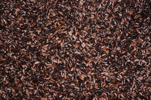 Soft focus of Aromatic Black Rice or Rice Berry, note select focus with shallow depth of field