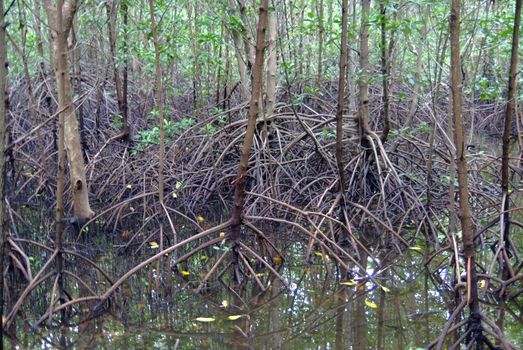 Mangroves are a group of trees and shrubs that live in the coastal