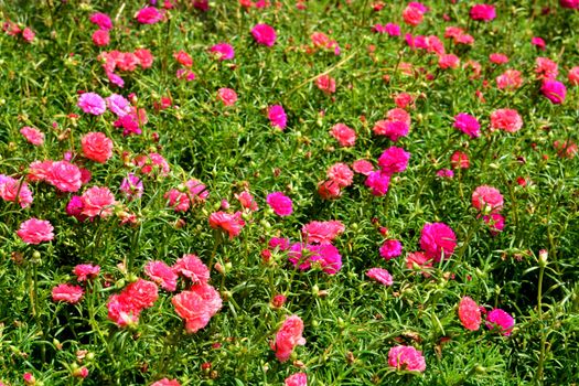 Soft focus of Common Purslane, Verdolaga, Pigweed, Little Hogweed, Pusley or Portulaca Flowers
