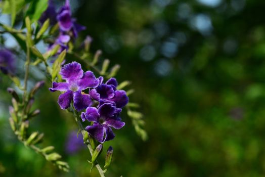 Duranta, Golden Dewdrop, Crepping Sky Flower, Pigeon Berry or Duranta erecta, Purple flower with green leaves background