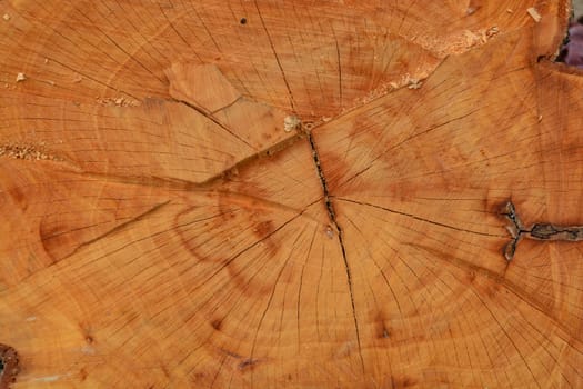 Old tree stump texture